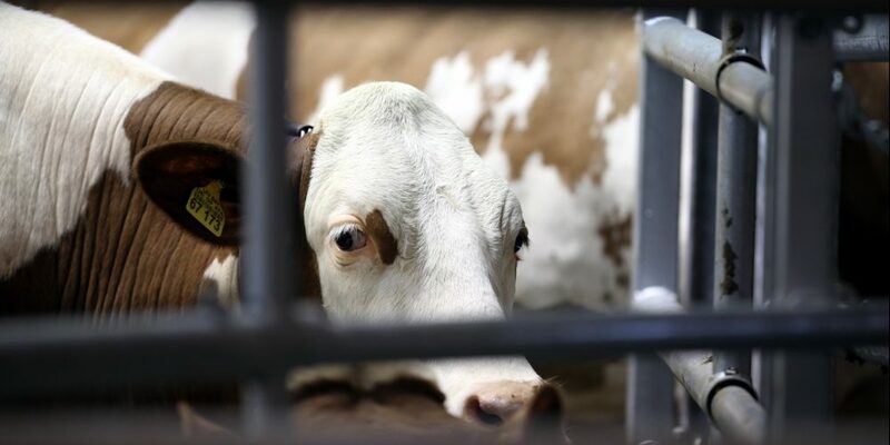 Kuh - Foto: über dts Nachrichtenagentur