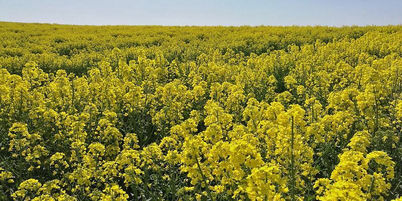 Rapsfeld - Foto: über dts Nachrichtenagentur