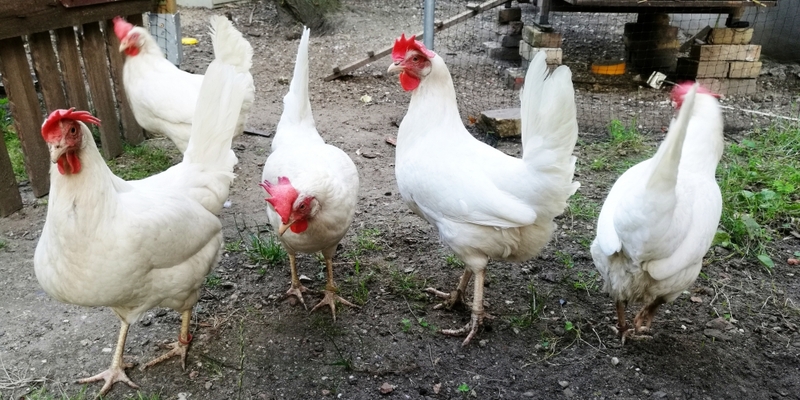 Hühner - Foto: ?ber dts Nachrichtenagentur