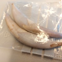 Neu ab 17. Januar 2026: Illuseum Berlin - Wo Illusionen die Meere schützen - Foto: presseportal.de