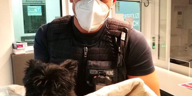 LPI-NDH: Herrenloser Hund zugelaufen - Foto: presseportal.de