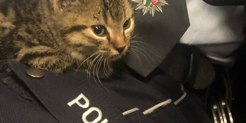 POL-CE: Drei Katzenjungen aufgefunden - Foto: presseportal.de