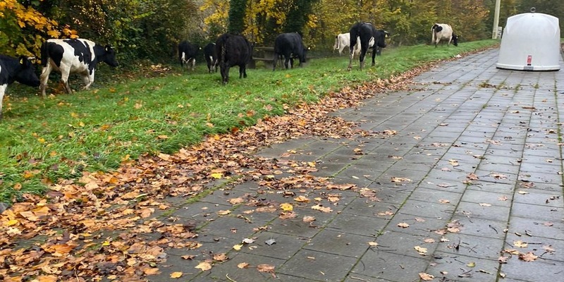 POL-PDKL: Tiertransport durch Polizei vorzeitig beendet - Foto: presseportal.de