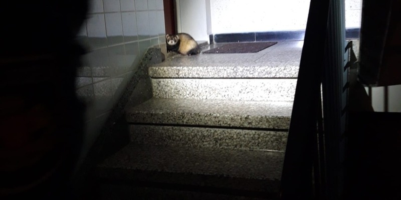 POL-MK: Tierisch viel los - Ente gut, alles gut - Foto: presseportal.de