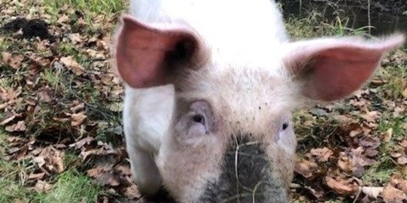 POL-CE: Pressemitteilungen PK Bergen 21.09.2025 / Gefahrenstelle durch freilaufendes Hausschwein - Foto: presseportal.de