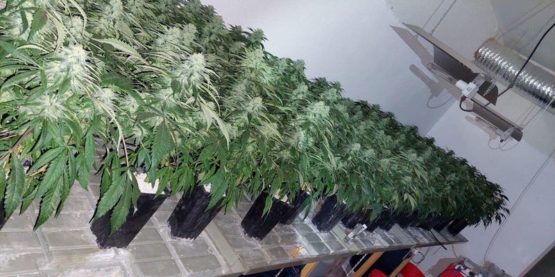 POL-HB: Nr.: 0191 --Lautes Geschrei offenbart Cannabisplantage-- - Foto: presseportal.de