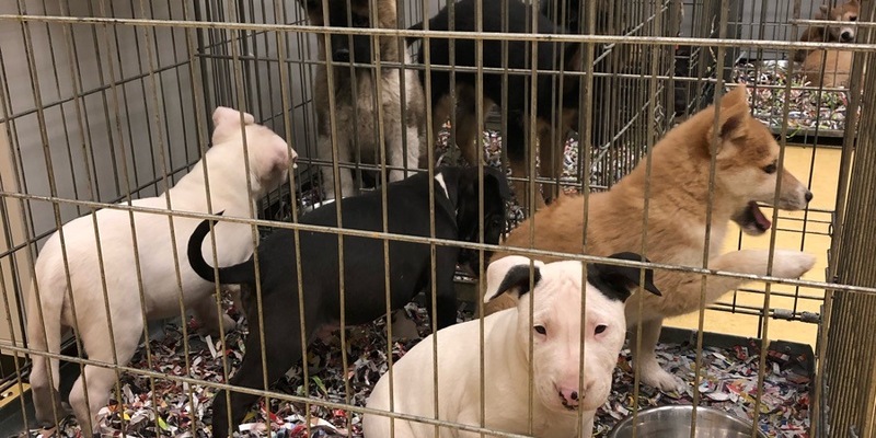 Reskuh: Nachhaltige Landwirtschaft im Zeichen des Klimawandels - Foto: presseportal.de