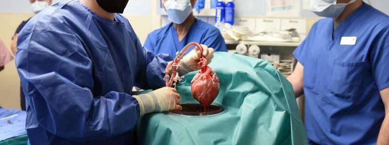 Erstmals Schweineherz-Transplantation f?r einen Menschen - Foto: Tom Jemski/University of Maryland School of Medicine/dpa