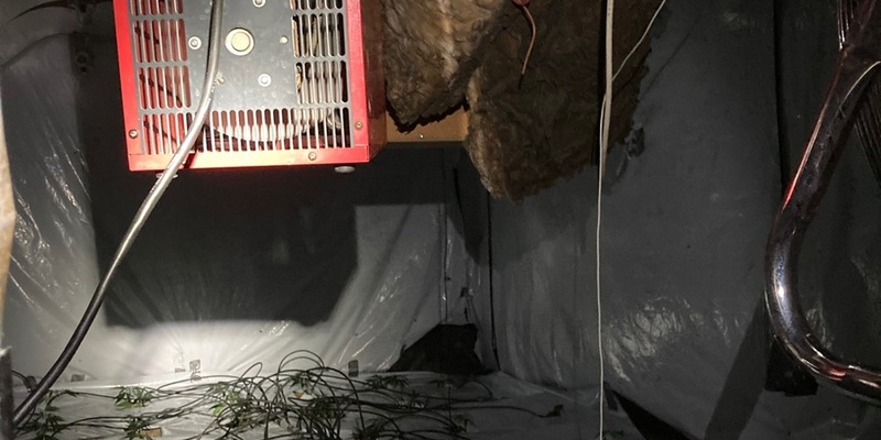 POL-EL: Update - Eine der größten Cannabisplantagen der letzten Jahre in Niedersachsen - Ermittlungen führen zu weiterer Festnahme - Foto: presseportal.de