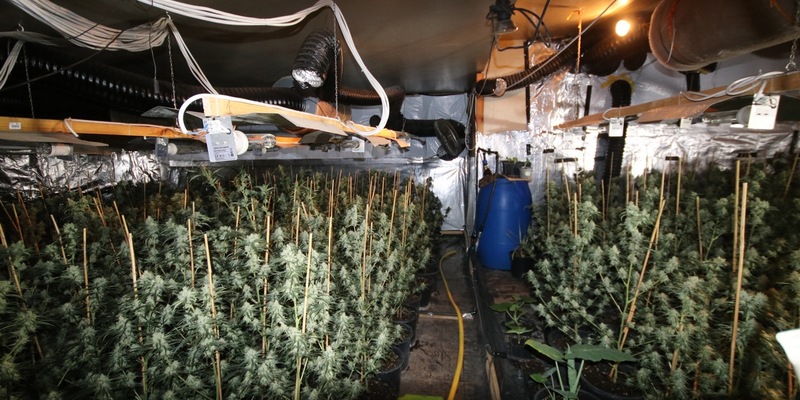 POL-KLE: Kranenburg - Gemeinsame Pressemeldung der Staatsanwaltschaft Kleve und der Polizei Kleve / Cannabis-Plantage mit über Tausend Pflanzen entdeckt / Vier Tatverdächtige sitzen in Untersuchungshaft - Foto: presseportal.de