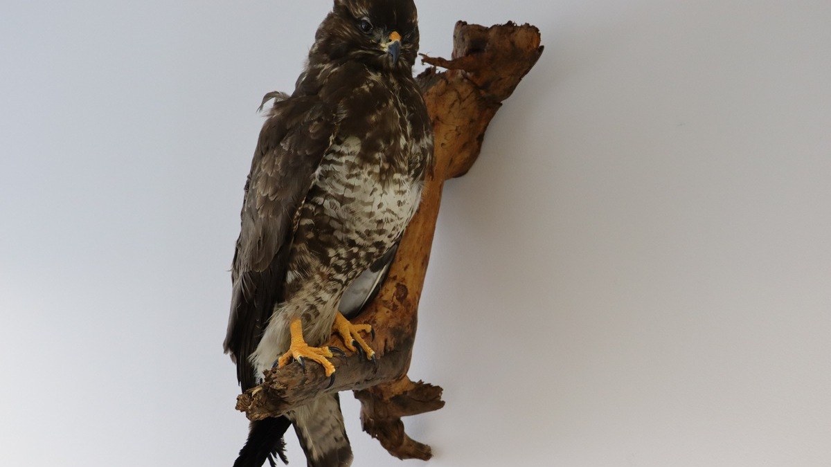 HZA-KI: Artenschutz kennt keine Grenzen - Zoll schützt bedrohte Tiere und Pflanzen - Foto: presseportal.de