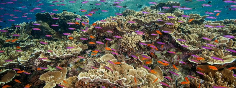 Korallen am Great Barrier Reef nahe Cairns im Nordosten Australiens. - Foto: J. Sumerling/Great Barrier Reef Marine Park Authority/AP/dpa
