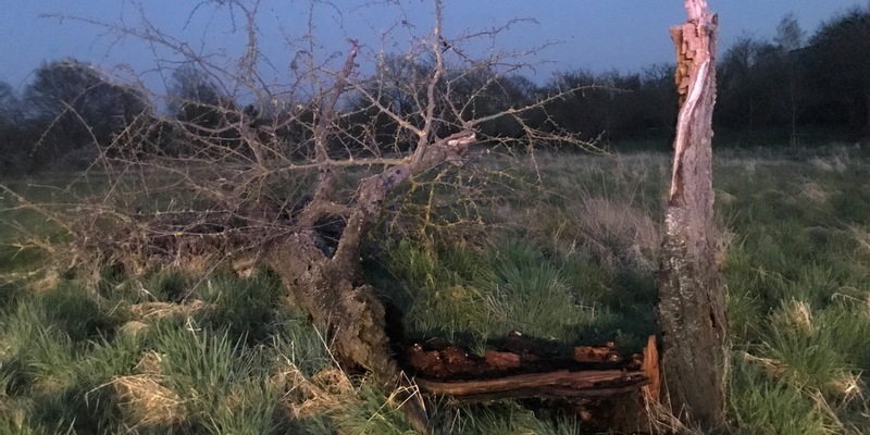 POL-EL: Nordhorn - Baum umgefahren und geflüchtet - Zeugen gesucht - Foto: presseportal.de