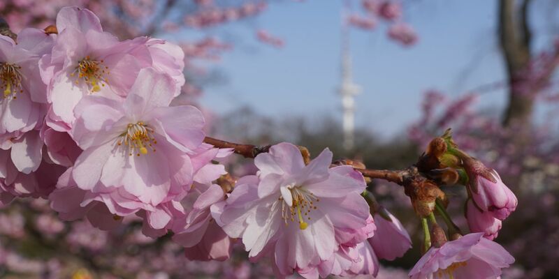 Menschen paddeln in der Sonne auf dem Hamburger Stadtparksee. - Foto: Marcus Brandt/dpa