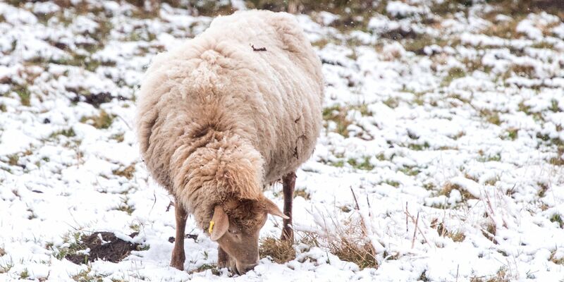Schlittenfahren im Schanzenpark in Hamburg. - Foto: Daniel Bockwoldt/dpa