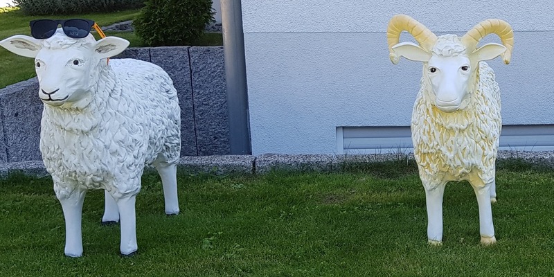 POL-HI: Drei ausgebüxte Schafe in Nordstemmen - Besitzer gesucht - Foto: presseportal.de
