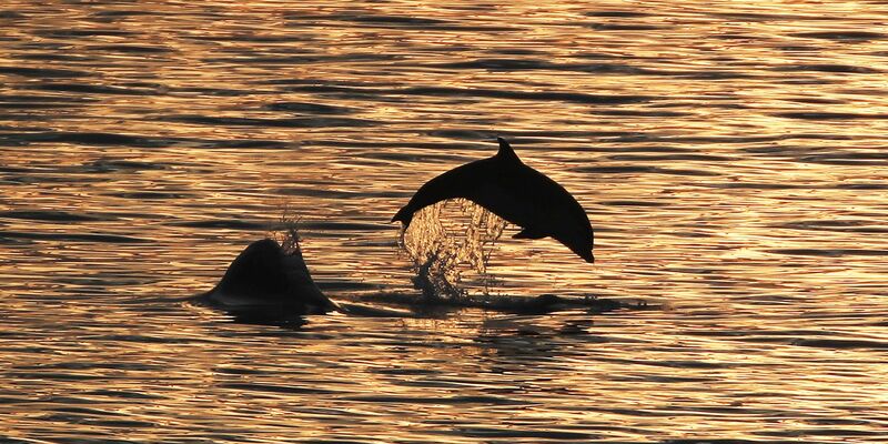 Die Ausbeutung von Delfinen und Kleinwalen hat in den letzten Jahren weiter zugenommen. - Foto: Owen Humphreys/PA Wire/dpa