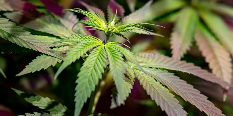 Dass Rauschmittel die Fahrtüchtigkeit beeinflussen, ist unbestritten. Bei Cannabis ist die Wirkungsweise jedoch nicht dieselbe wie bei Alkohol. - Foto: Fabian Sommer/dpa