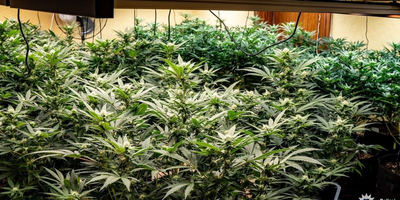 POL-BO: Polizei entdeckt Cannabis-Plantage - Sechs Tatverdächtige in U-Haft - Foto: presseportal.de
