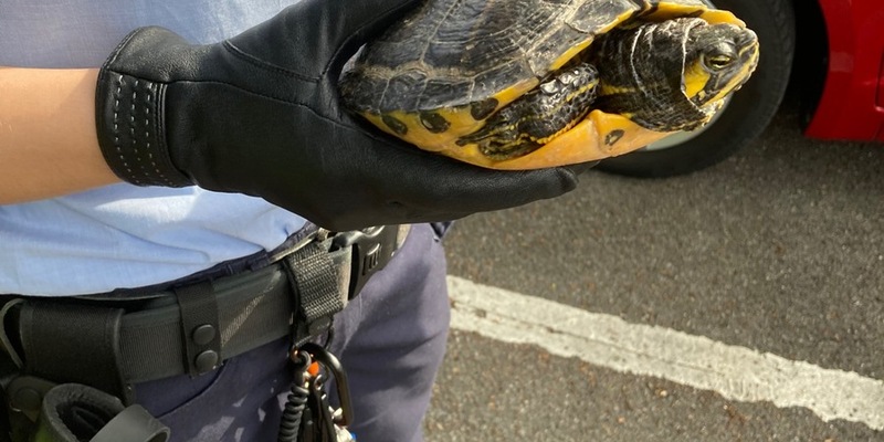 POL-NI: Rinteln - Schildkröte gefunden - Foto: presseportal.de