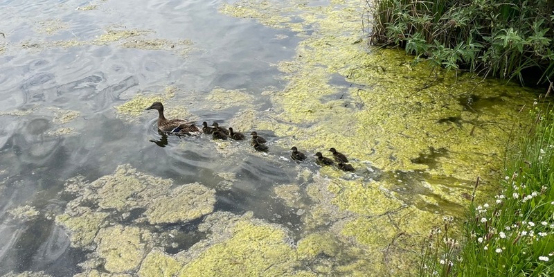 FW-EN: Drei Tierrettungen für die Feuerwehr - Katze klemmt in Fenster - Entenmutter brütet auf Balkon - Foto: presseportal.de
