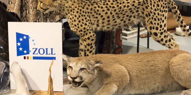 HZA-MD: 3. März 2026: Tag des Artenschutzes / Zoll hilft bedrohte Tiere und Pflanzen zu schützen - Foto: presseportal.de