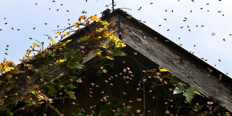 Bienen umschwirren den Giebel eines mit Zierwein bewachsenen Wohnhauses. - Foto: Karl-Josef Hildenbrand/dpa