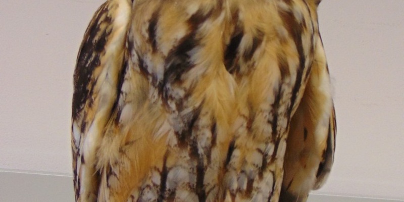 POL-HA: Eule aus Netz gerettet - Foto: presseportal.de