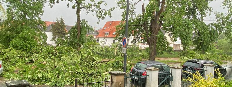 Umgestürzte Bäume nach einem mutmaßlichen Tornado in der nordrhein-westfälischen Stadt Lippstadt. - Foto: Ina Jütte/dpa