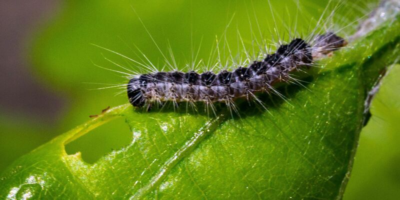 Früher vor allem eher in aufgelichteten Wäldern oder Randlagen zu finden, heute auch in der Fläche vertreten: der Eichenprozessionsspinner. - Foto: Soeren Stache/dpa