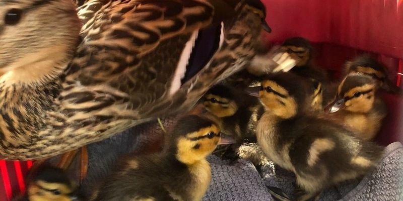 POL-OS: Osnabrück: Tierischer Einsatz- Polizei und Feuerwehr rettet Entenfamilie - Foto: presseportal.de