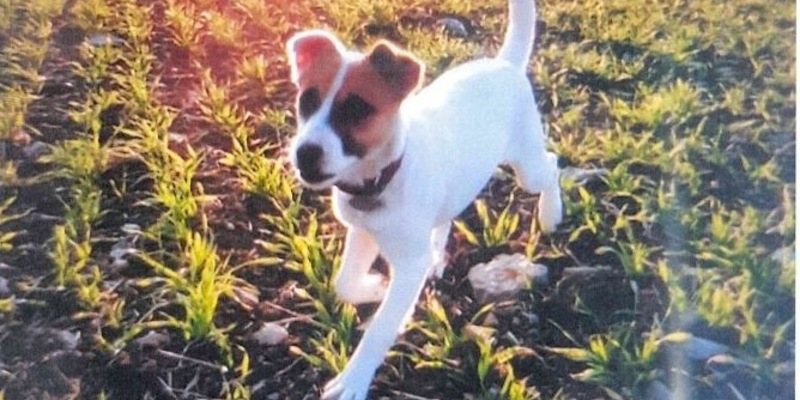 LPI-SLF: Besitzer von Fundhündin gesucht - Foto: presseportal.de