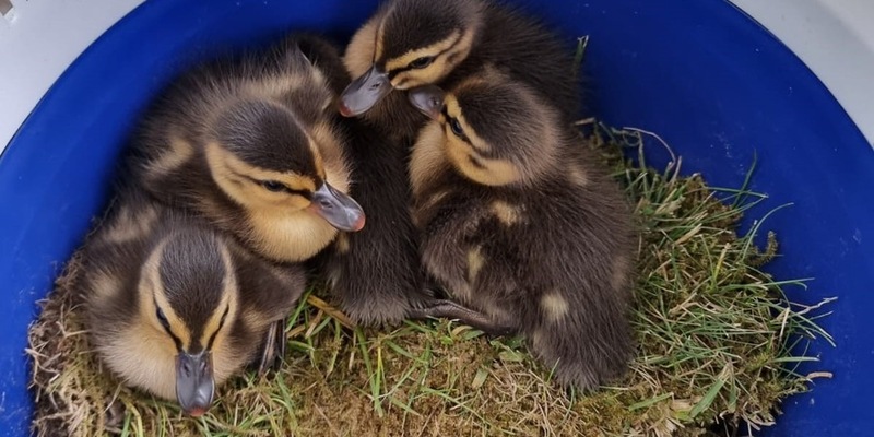 POL-PDMT: Rettung von Entenküken - Foto: presseportal.de
