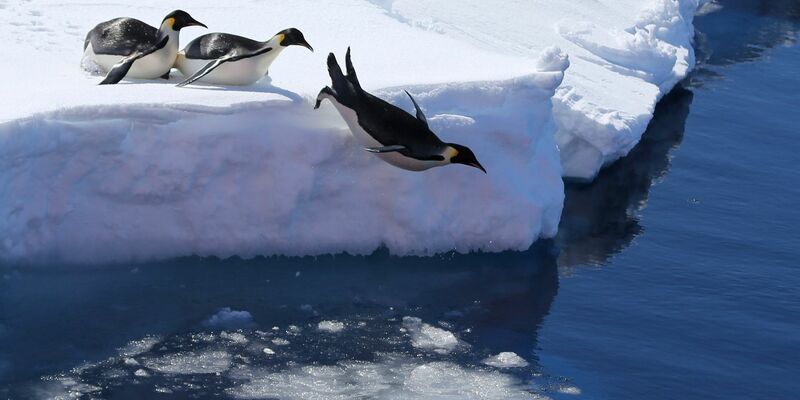 Kaiserpinguine springen von einer Eiskante ins antarktische Meer. - Foto: Liu Shiping/XinHua/dpa