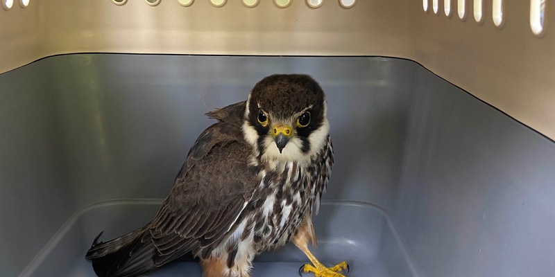 FW Lage: Tierrettung - Turmfalkenküken aus dem Nest gefallen - 15.06.2025 - Foto: presseportal.de