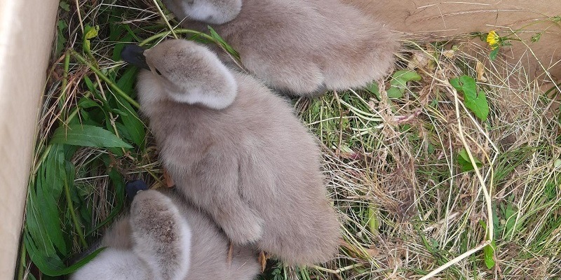 HZA-KA: Zoll rettet verletzten Schwan am Rhein - Foto: presseportal.de
