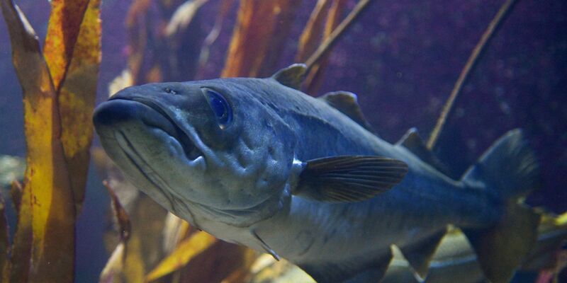 Viele Fische, wie etwa der Dorsch, sind durch Überfischung bedroht. (Illustration) - Foto: Axel Heimken/dpa