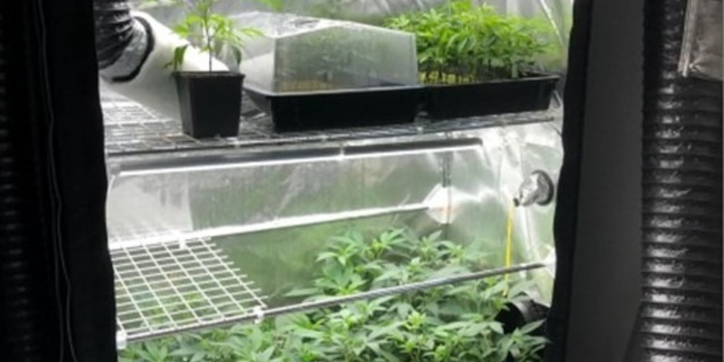 POL-KR: Vier Männer in Untersuchungshaft | Plantage gefunden | Gemeinsame Pressemitteilung von Polizei und Staatsanwaltschaft Krefeld - Foto: presseportal.de