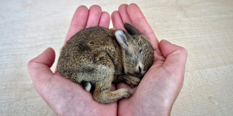 POL-BO: Ostern 2026 ist gerettet: Polizei kümmert sich um verletztes Kaninchenbaby - Foto: presseportal.de
