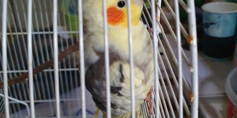 POL-Bremerhaven: Sittich-Strolch in Geestemünde: Polizei nimmt schrägen Vogel in Gewahrsam - Foto: presseportal.de