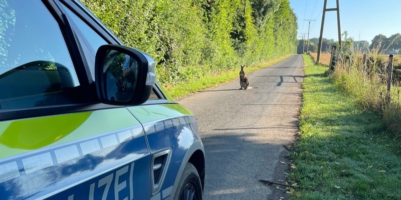 POL-Nordsaarland: Känguru gesichtet - Foto: presseportal.de