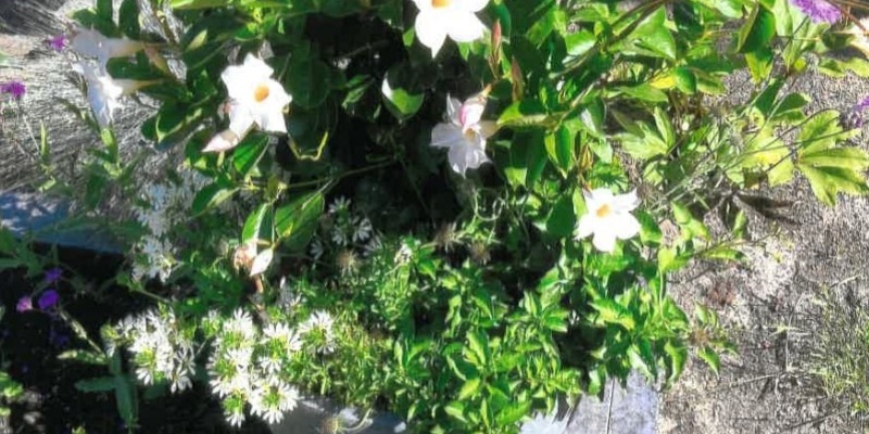 POL-BS: Kontrolle des Feiertagsfahrverbots - Foto: presseportal.de