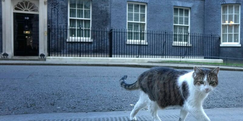 Der 16 Jahre alte Kater Larry lebt seit 2011 im Sitz des britischen Premierministers. - Foto: Kirsty Wigglesworth/AP/dpa