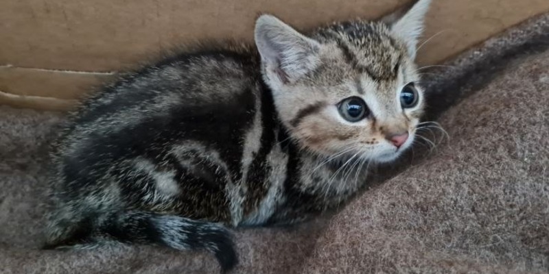 POL-MA: Schwetzingen / Rhein-Neckar-Kreis: Fundkatze zugelaufen - Besitzer gesucht! - Foto: presseportal.de