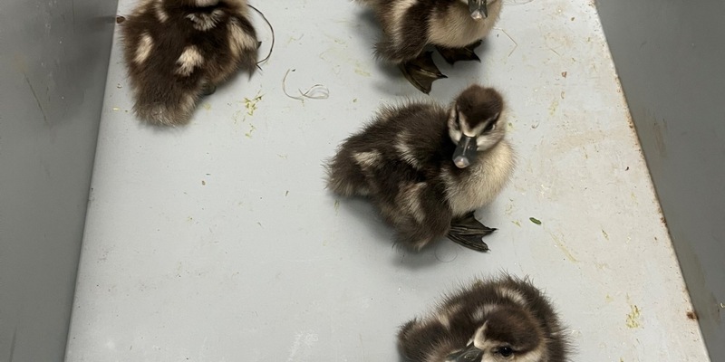 POL-KI: 250412.1 - Kiel: Ein GANS besonderer Fehlalarm - Foto: presseportal.de