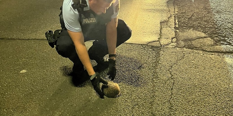 POL-OG: Rastatt - Rettung eines Igels - Mit guten Nachrichten ins Wochenende - Foto: presseportal.de