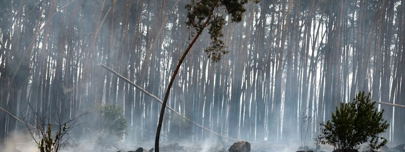 Verbrannte Baumstümpfe in einem Waldgebiet bei Falkenberg in Brandenburg. - Foto: Jan Woitas/dpa