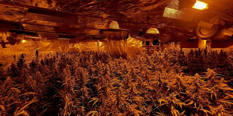 POL-HA: Polizei stellt Cannabisplantage und Waffen in Wohnung eines 30-Jährigen fest - Foto: presseportal.de