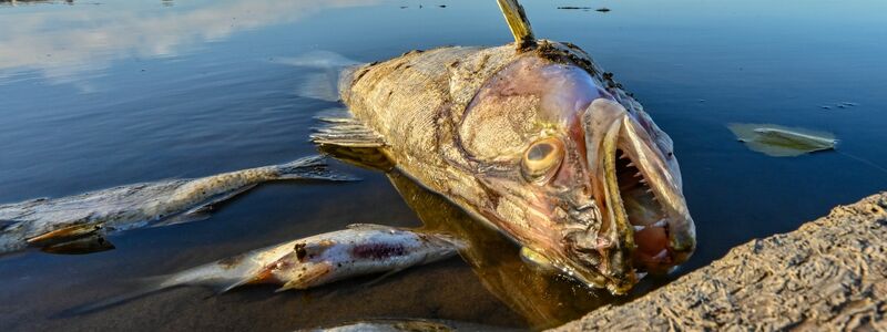 Tote Fische treiben im flachen Wasser der Oder. - Foto: Patrick Pleul/dpa
