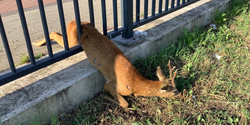 POL-WL: Pressemitteilung der Polizeiinspektion Harburg für den Zeitraum von Freitag, den 15.08.2025, 12:00 Uhr bis Sonntag, den 17.08.2025, 12:00 Uhr - Foto: presseportal.de